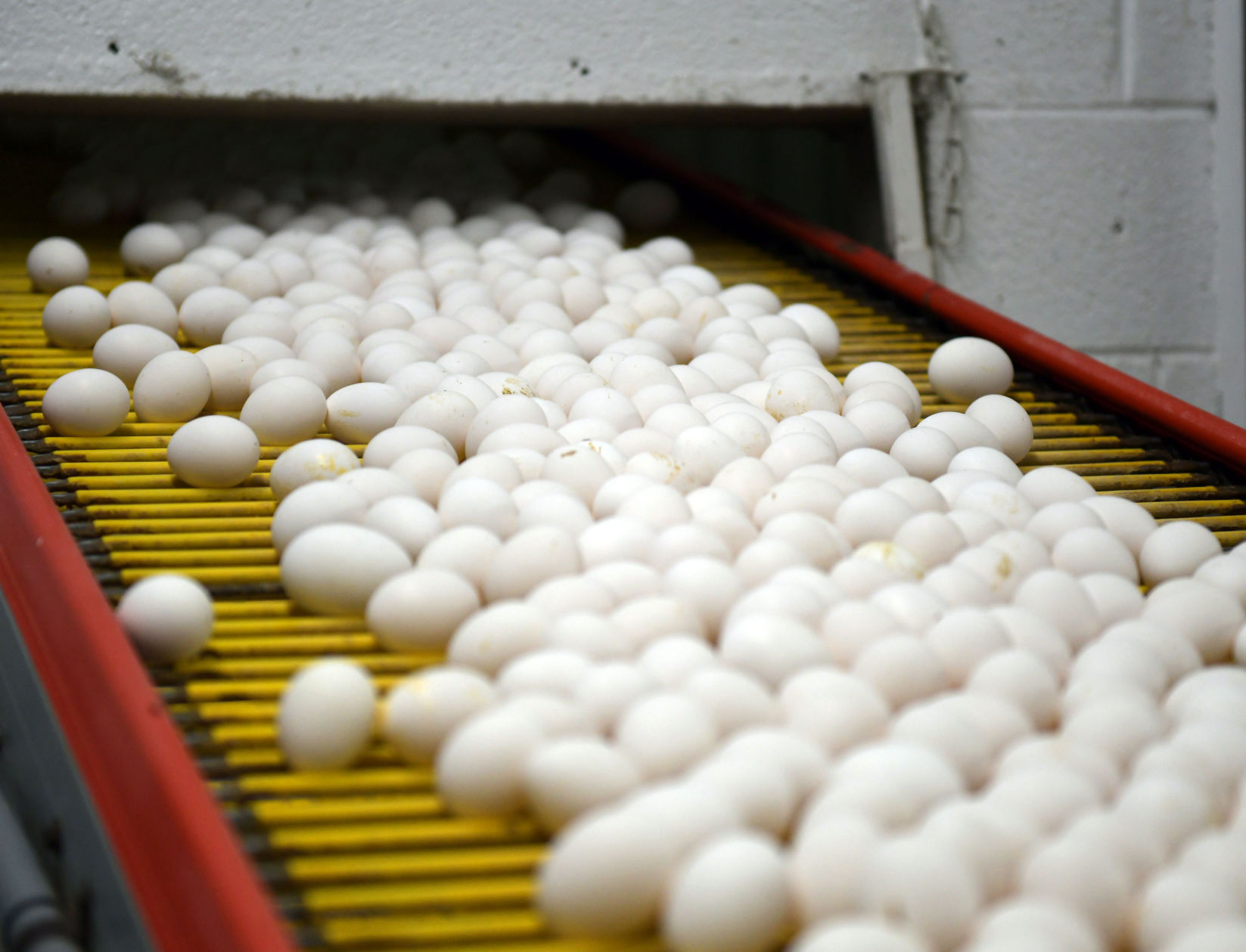 Dutt Wagner Eggs 03